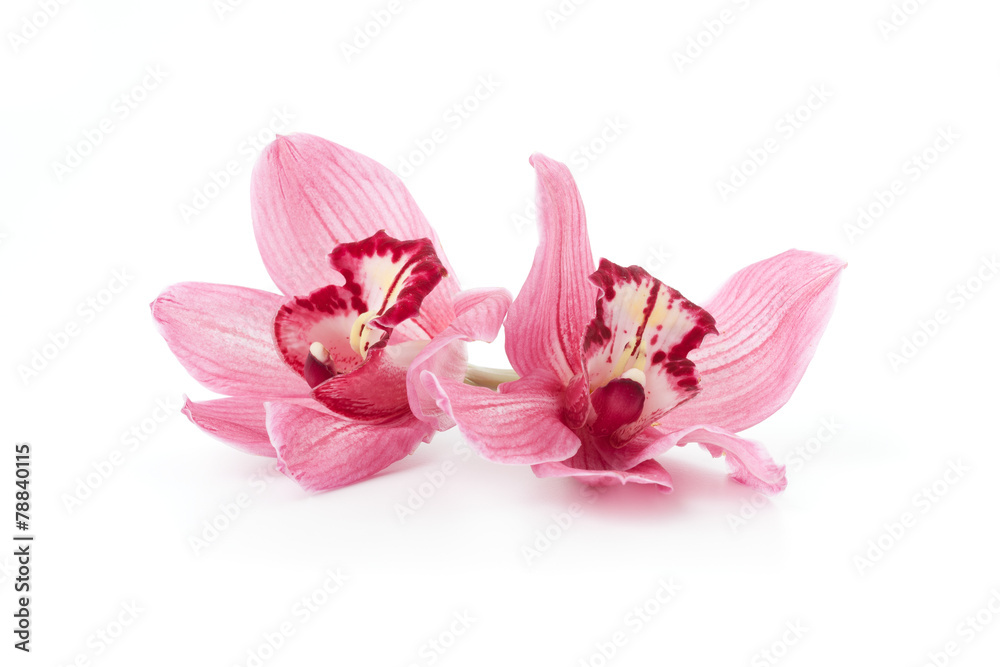 Pink Cymbidium orchid flowers isolated Pink Cymbidium orchid flowers isolated