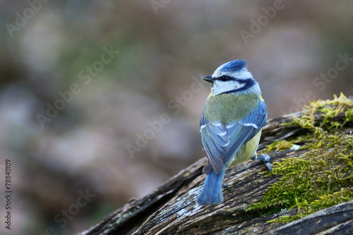 cinciarella (Cyanistes caeruleus) ritratto