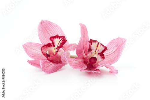 Fototapeta Naklejka Na Ścianę i Meble -  Pink Cymbidium orchid flowers isolated