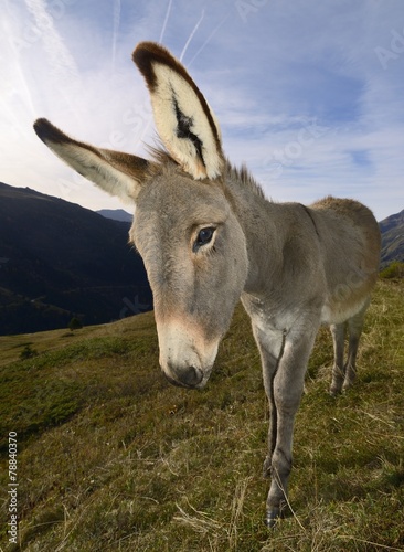 donkey, Equus africanus asinus