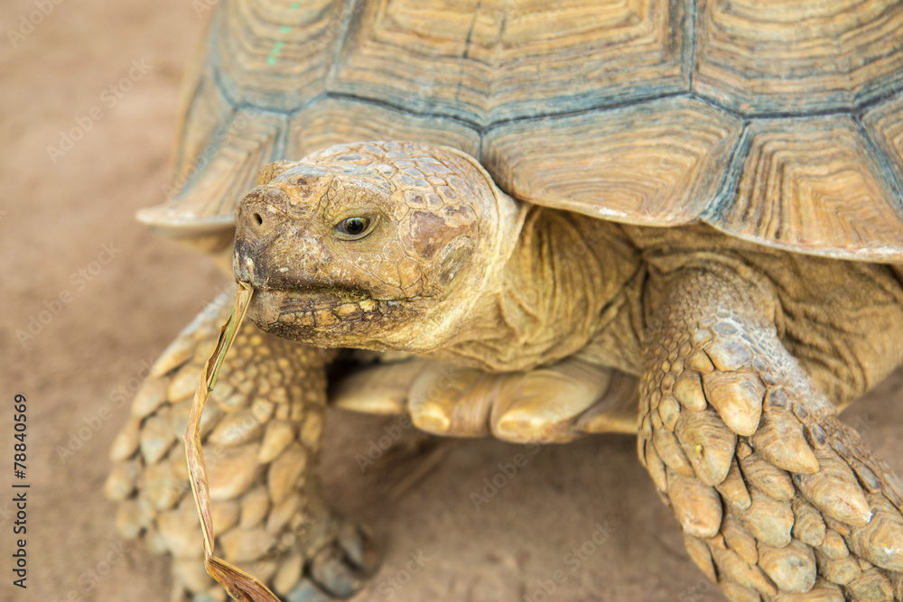 closeup portrait galapagos turtle in thailand closeup portrait galapagos turtle in thailand