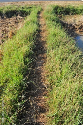 Grass walking way