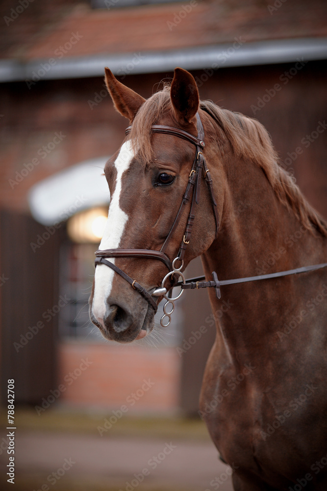 Naklejka premium Portrait of a red horse.