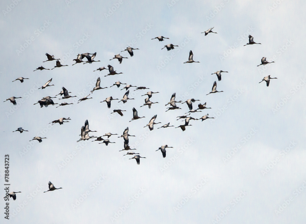 Obraz premium Flock of White Storks in Flight
