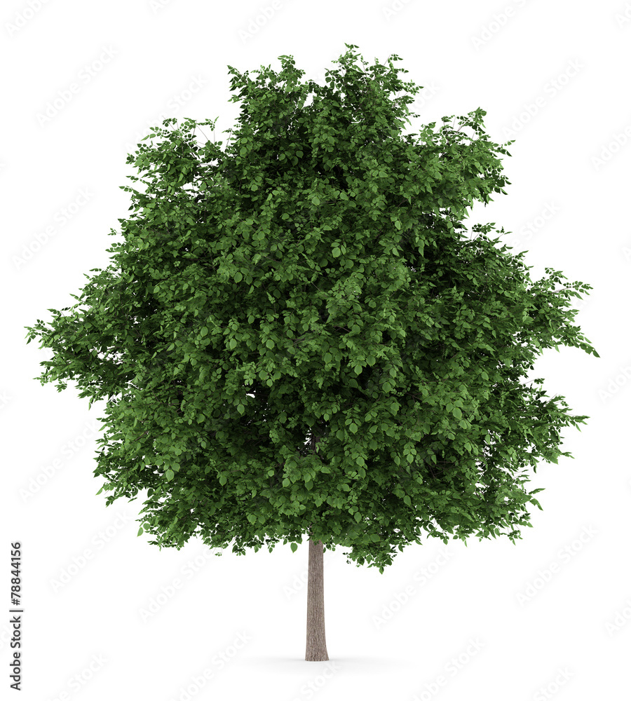 Fototapeta premium large-leaved lime tree isolated on white background