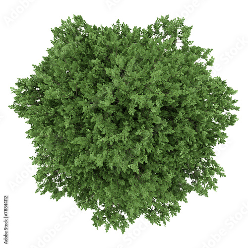 top view of large-leaved lime tree isolated on white background