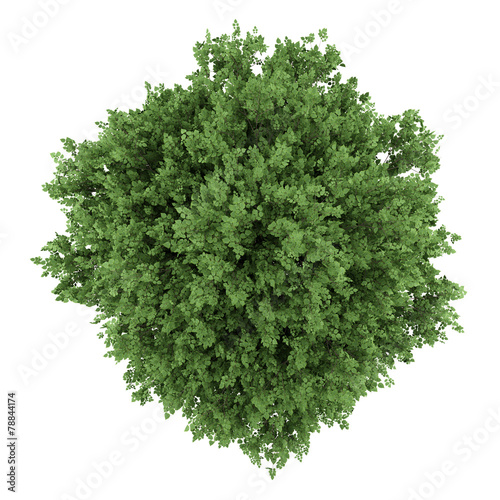 top view of large-leaved lime tree isolated on white background
