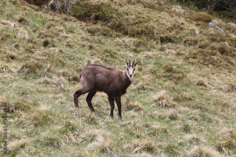 Chamois Vosges