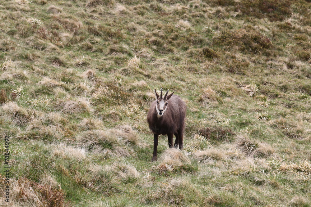 Fototapeta premium Chamois Vosges