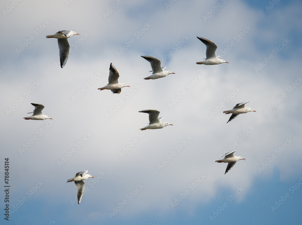 Flock of Slender-billed Gulls in Flight Flock of Slender-billed Gulls in Flight