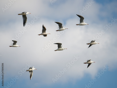 Flock of Slender-billed Gulls in Flight