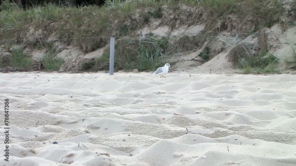 Möve am Ostseestrand auf Rügen