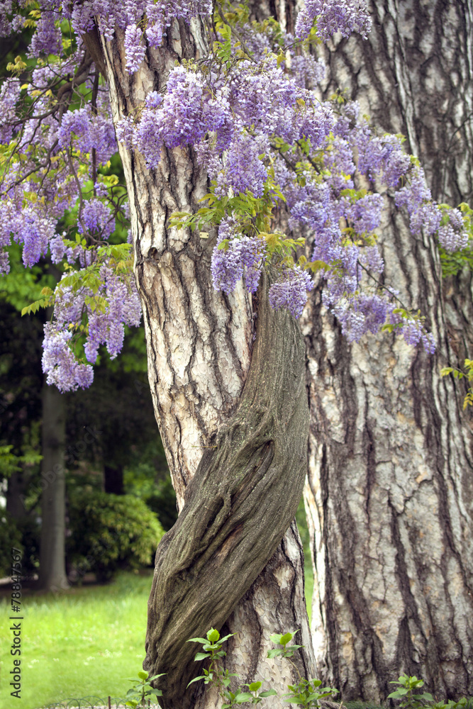 Foto Stock Pianta di glicine e tronco di albero. | Adobe Stock