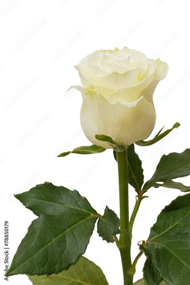Fototapeta premium White rose