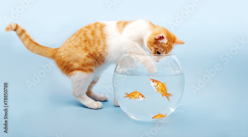 Katze fischt in Goldfischglas photo