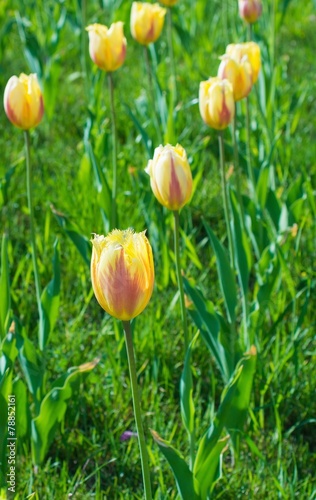 Beautifulyellow tulip flowers closeup photo