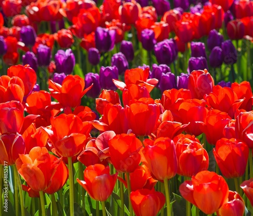 Beautiful red and purple tulip flowers field closeup
