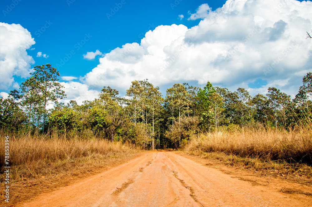 Road of Savannah Field