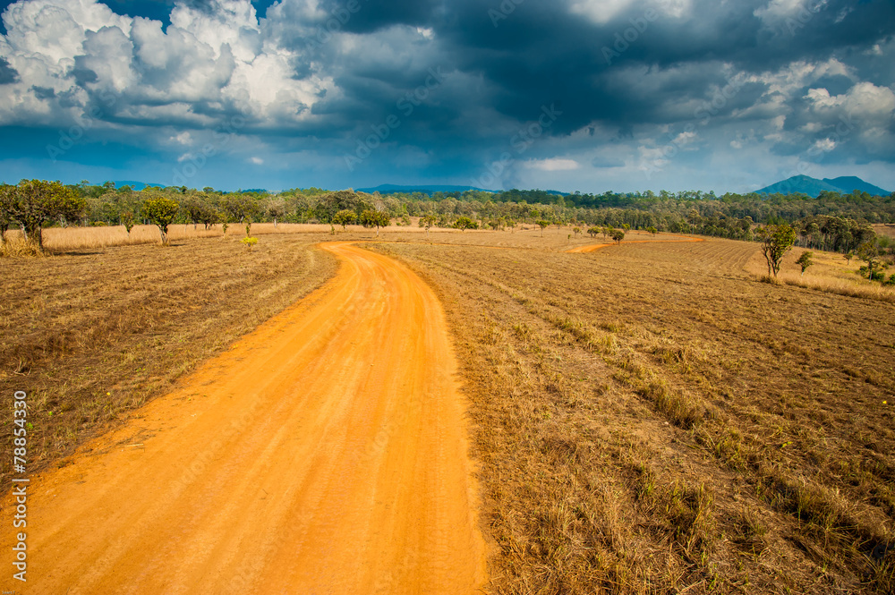 Fototapeta premium Road of Savannah Field