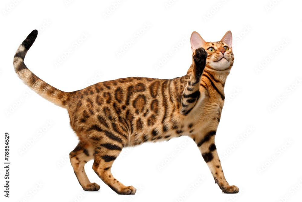 bengal cat stand and raising up paw