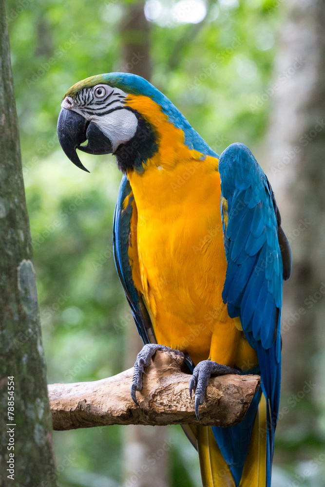 Obraz premium Ara jaune et bleu