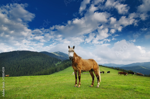 Horse grazing on mountain meadow