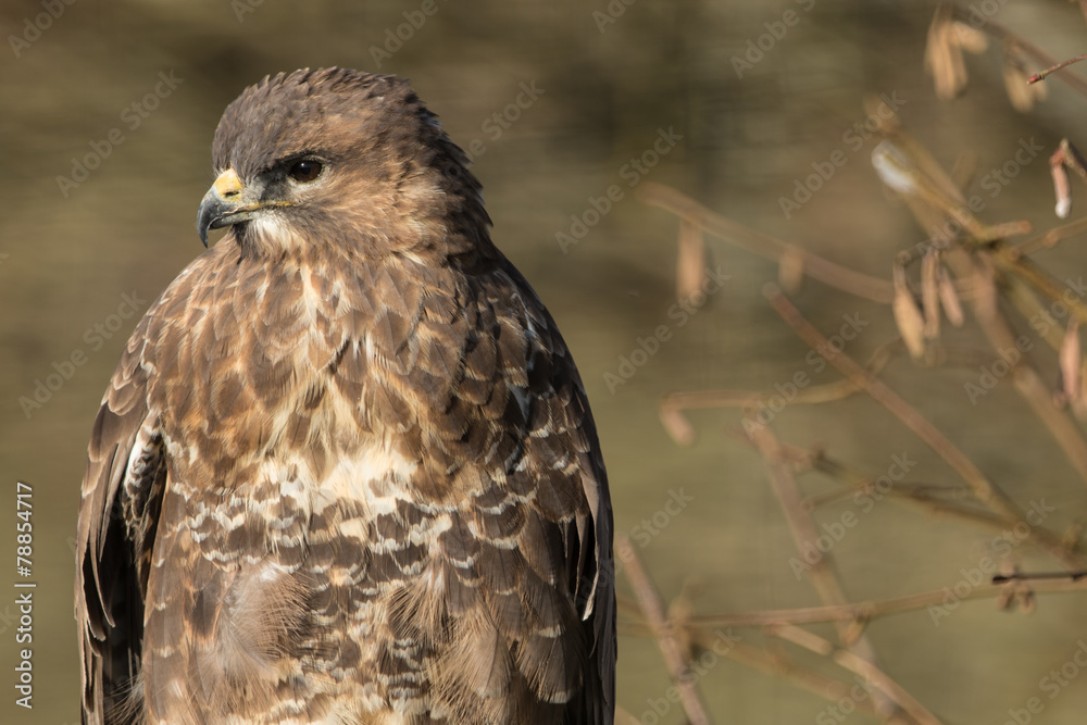 Fototapeta premium Common Buzzard