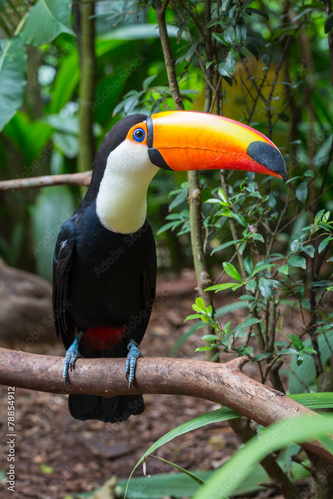 Fototapeta premium Toucan