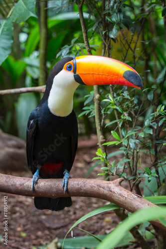 Toucan