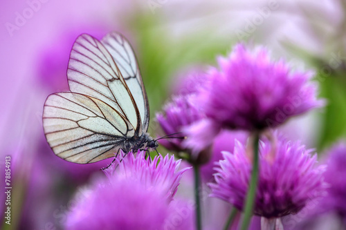 Pieris butterflies (The large white) on a chive flowers