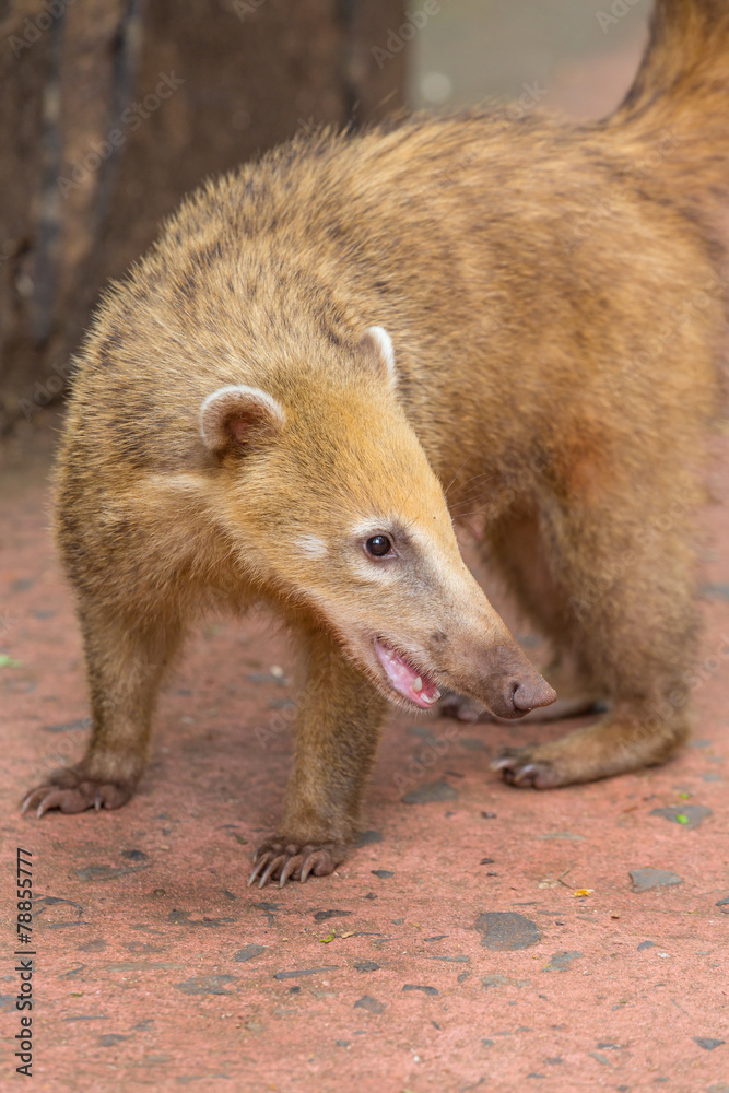 Fototapeta premium Coati