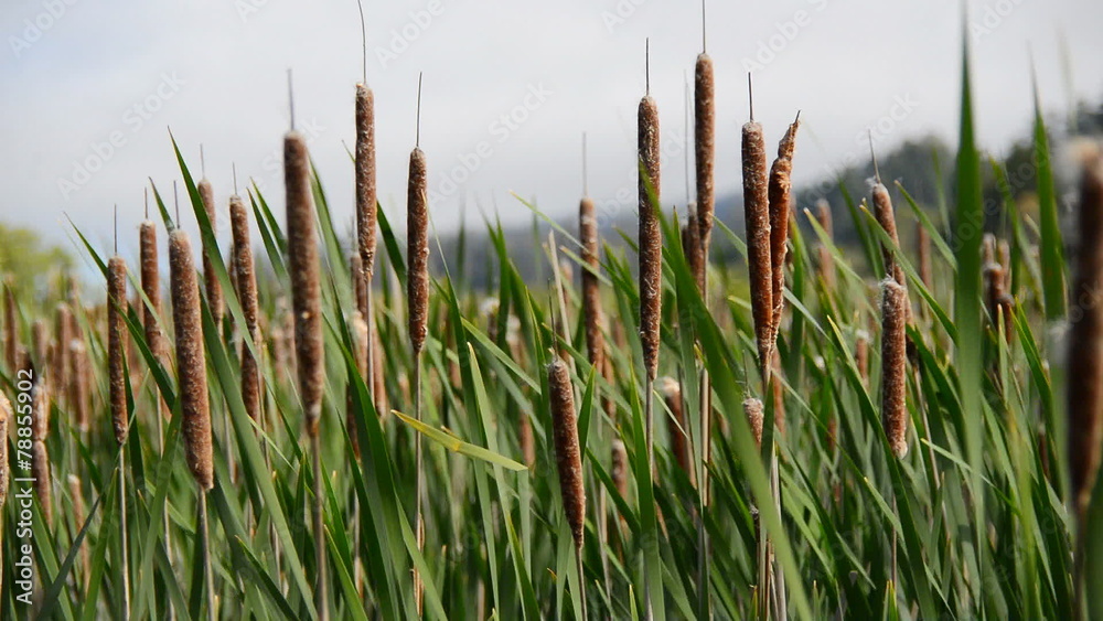 Marsh of Reeds Point Reyes California Marsh of Reeds Point Reyes California