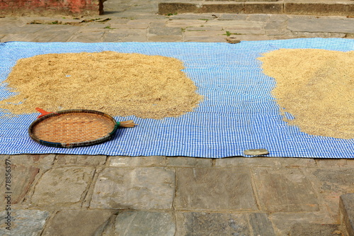 Paddy rice sundrying. Panauti-Nepal. 1085 photo