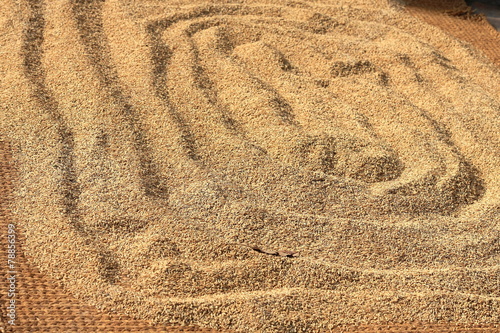 Paddy rice sundrying. Panauti-Nepal. 1082 photo