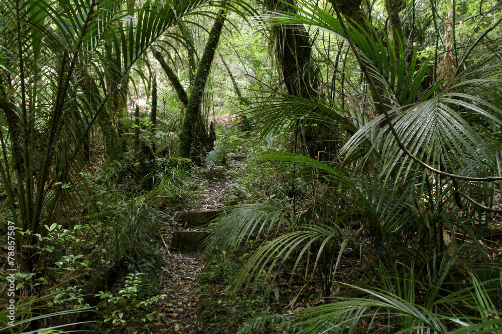Jungle Jungle