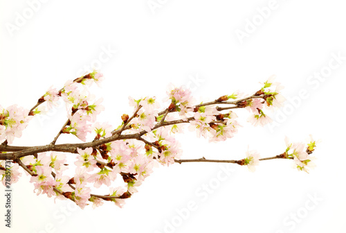 桜 © cat_smile