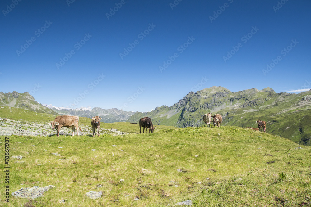 Obraz premium Sommer auf der Alm