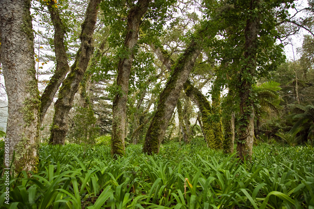 Obraz premium Terra Nostra Park