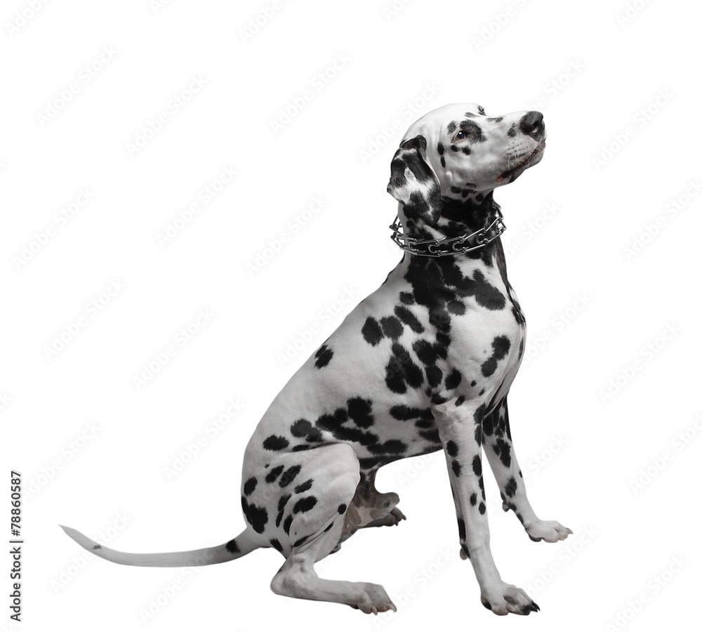 Dalmatian dog sitting isolate