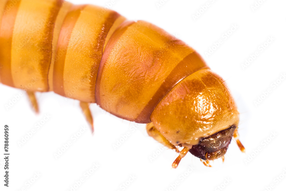 Mehlwurm Mehlwurm