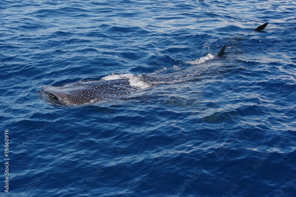 Fototapeta premium whale shark Rhincodon typus swims at water surface