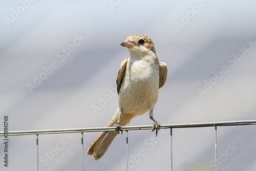 Red-backed shrike (Lanius collurio) photo