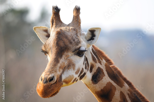 Canvas Print Girrafe head with neck