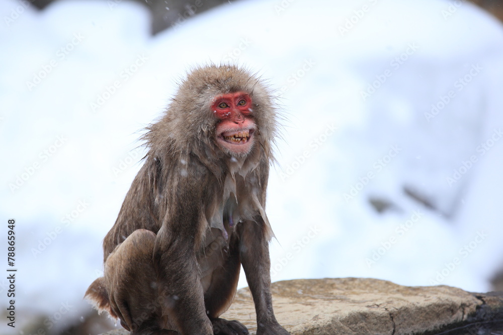 Naklejka premium Angry monkey