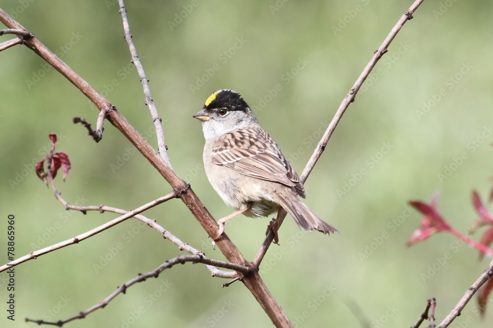 Obraz premium Golden-crowned Sparrow