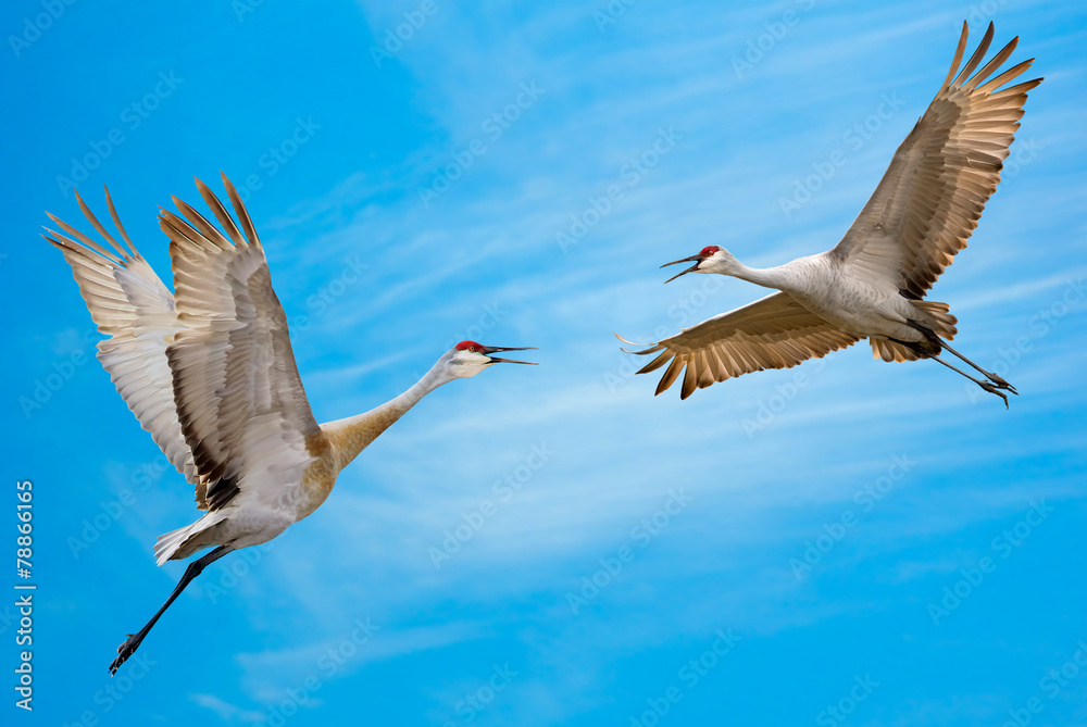 Obraz premium Sandhill Cranes