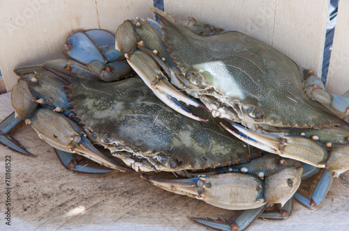 Blue Crabs in Basket photo