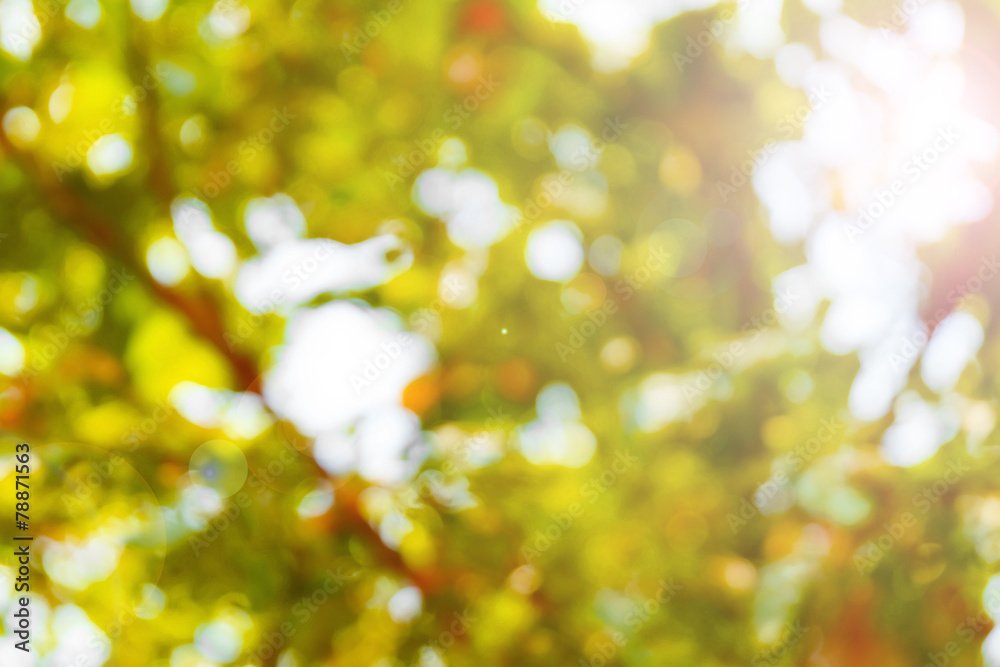 Obraz premium Tree bokeh blur