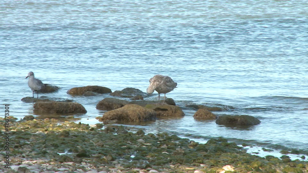 Bird on a rock - Time Lapse