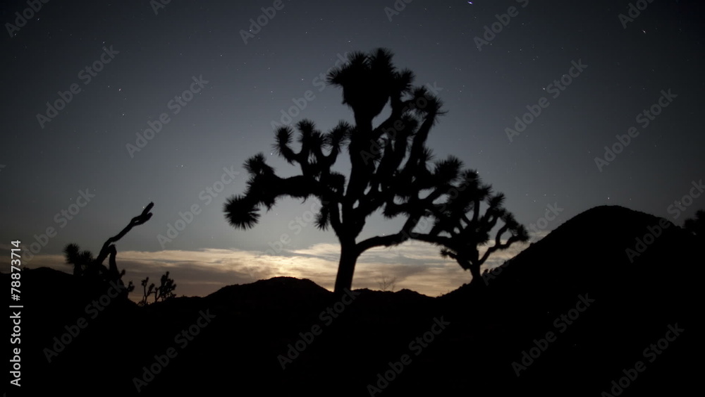 Pan of Joshua Tree at Night Pan of Joshua Tree at Night